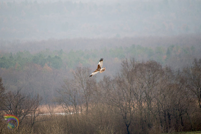 Birdwatching Bulgaria