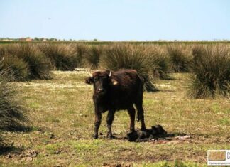 The Growth of Sardis