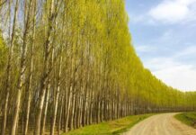 Dr. Thomas Ice and the Radio Discussion