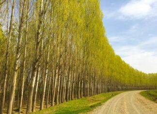 Dr. Thomas Ice and the Radio Discussion