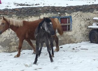 The Deesis in the Apse