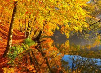 The Marriage of Pisistratus and Its Hidden Problem